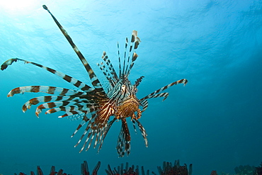 Indonesia, Lionfish (pterois volitans) floating peacefully above the reef.