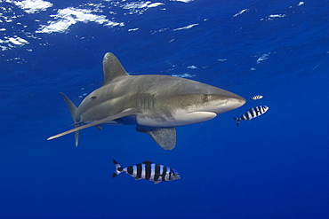 Hawaii, Oceanic whitetip shark (Carcharhinus longimanus) with pilot fish.