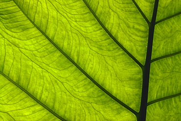 Extreme close-up of green leaf, main stem with veins running through.