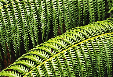 Hawaii, close-up of bright green ferns