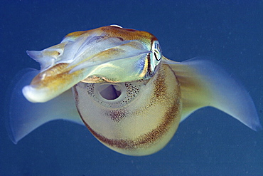 Malaysia, Oval squid (sepioteuthis lessonia), blue ocean