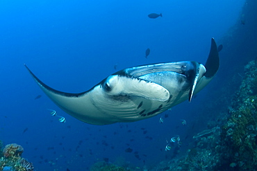 Indonesia, Komodo, Manta ray underwater near reef and fish