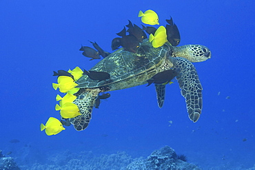 Hawaii, Green sea turtle (Chelonia mydas) being cleaned by surgeonfish.