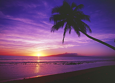 Hawaii, Maui, Olowalu, Palm tree silhouette at sunset, Lanai in the distance.