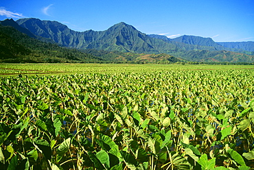 Hawaii, Kauai, Hanalei Valley, close-up wet taro farm