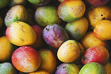 Hawaii, Oahu, Honolulu, Fresh, ripe mangoes for sale at Chinatown market stall