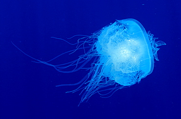 Hawaii, Translucent jellyfish (Cephea cephea) floats in deep blue water.