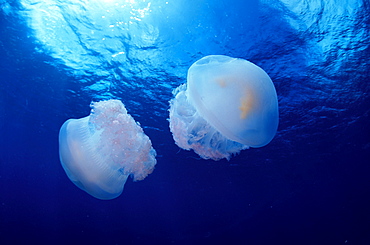 Marshall Islands, Kwajalein Atoll, Pair of jellyfish (Crambione mastigophora)