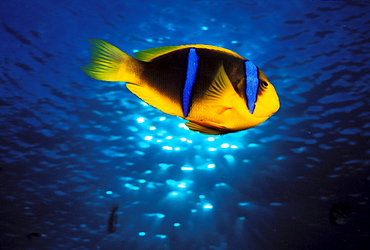 Mariana Islands, Saipan, Orange-fin anemone fish (Amphiprion chrysopterus) .