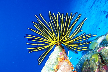 Micronesia, Bright yellow crinoid (Comanthus bennetti), blue ocean background.