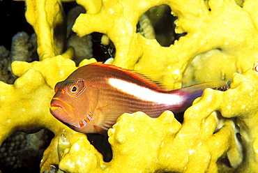 Micronesia, arc-eye hawkfish Paracirrhites arcatus, Fire coral (Millepora dichotoma)