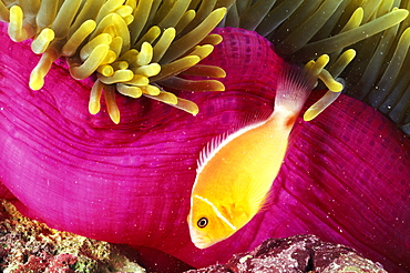 Micronesia, Bright orange anemone fish swim near pink anemone and coral.