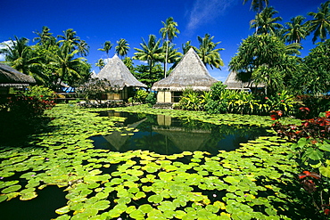 French Polynesia, Tahiti, Bali Hai Hotel, lily pads, thatched huts, palms A58A