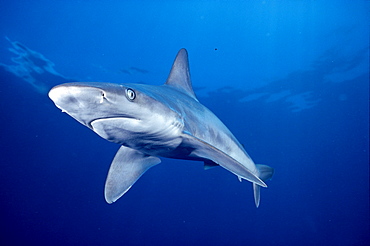 Hawaii, Lanai, Sandbar Shark swims into camera side angle clear blue ocean 