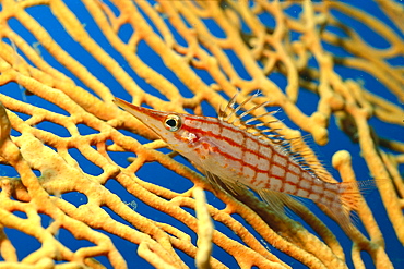 Palau, longnose hawkfish on yellow sea fan 