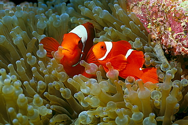 Papua New Guinea, pair of spinecheek clownfish (male smaller) in anemone 