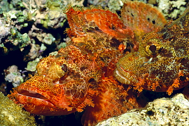 Papua New Guinea, pair of mating scorpionfish, close-up 