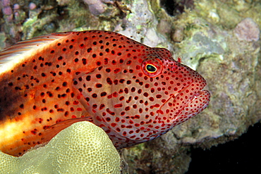 Australia, Blackside Hawkfish (Paracirrhites forsteri) close-up in coral 