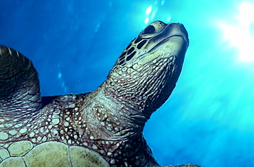 Hawaii, Big Island, Kona, green sea turtle free swimming, close-up of head sunburst A77F