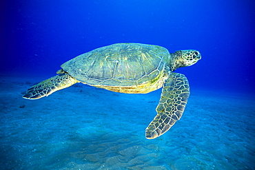 Hawaii, Green sea turtle swims midwater clear water, sandy (Chelonia mydas) 