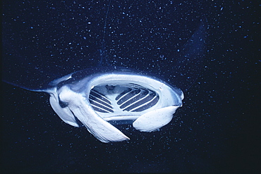 Hawaii, Big Island, Kona, manta ray feeds (Manta birostris) front view A86C