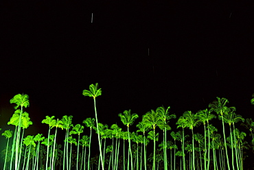 Hawaii, Kauai, Wailua, Coconut grove illuminated at night, black sky 