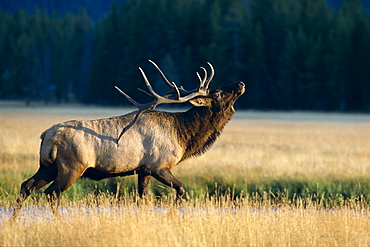 Wyoming, Yellowstone National Park, Elk, Bull bugling in rut (Cervus elaphus) side full length view A52F