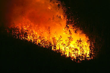 Hawaii, Big Island, Kilauea, lava flow fire burning ohia tree forest, nighttime A24F