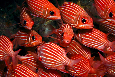 School Hawaiian squirrelfish (Sargocentron xantherythrum) endemic, many close-up A84C