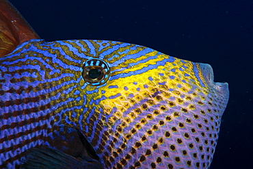 Hawaii, Head and eye of black durgon (Melichtys niger) close-up detail 