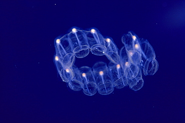 Hawaii, Close-up of plantonic salp floating in clear blue ocean 