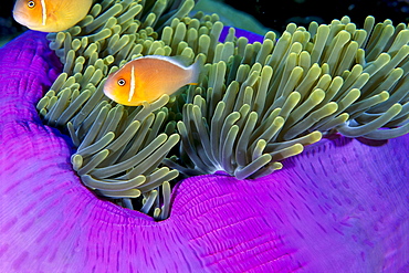 Palau, Anemonefish in pink anemone (Amphiprion perideraion) B1952