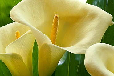 Hawaii, Big Island, Volcano, calla lilies, close-up 