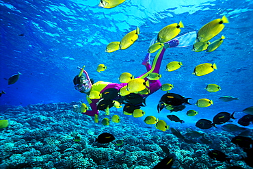 Hawaii, Snorkeler with lemon Butterflyfish and black surgeon fish B1311