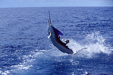 Costa Rica, Sailfish jumps vigorously out of water, 