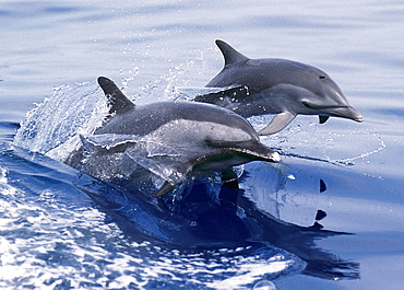 Hawaii, Two Pacific Spotted Dolphins at surface of glassy ocean with reflections B1882