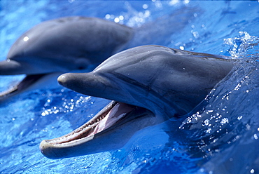 California, San Diego, Sea World, Bottlenose Dolphin (Tursiops truncatus) pair, B1875