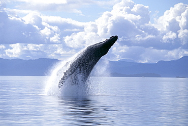Alaska, Inside Passage, Humpback Whale (Megaptera novaeangliae) breach B2005