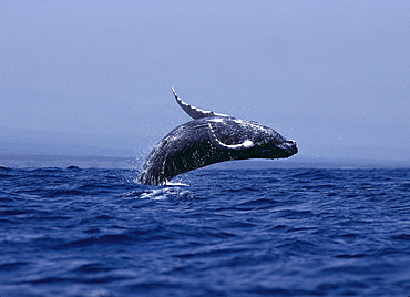 Hawaii, Humpback Whale (Megaptera novaeangliae) breaching B1980