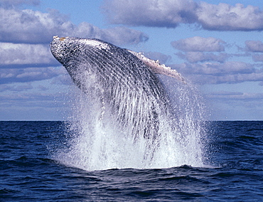 Mexico, Revillagigedo Islands, Humpback Whale (Megaptera novaeangliae) breaches B1981