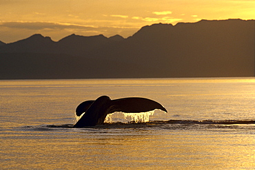 Alaska, Frederick Sound, Humpback Whale (Megaptera novaeangliae) tail, golden reflections at sunset B2008