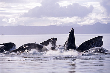 Alaska, Inside Passage, Humpback Whale (Megaptera novaeangliae) lunge feeding B1989