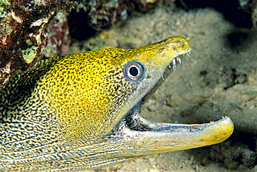 Hawaii, Undulated Moral Eel (Gymnothorax undulatus) with mouth open, close-up C1926