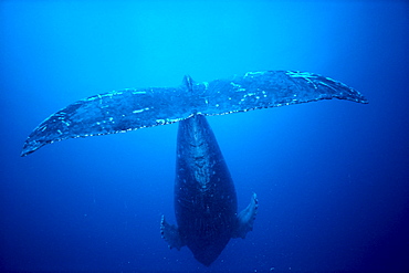 Hawaii, Humpback Whale (Megaptera novaeangliae) rear underside view from behind, clear blue ocean C2009