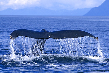 Alaska, Frederick Sound, Humpback Whale (Megaptera novaeangliae) fluke, C2008