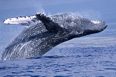 Hawaii, Humpback Whale (Megaptera novaeangliae) full breaching, close-up C2011