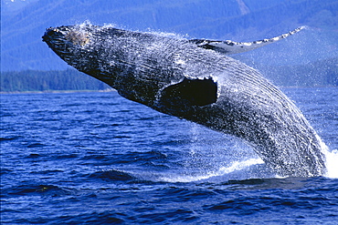 Alaska, Inside Passage, Humpback Whale, full breach close-up, C2037