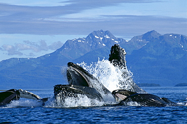 Alaska, Humpback Whale (Megaptera novaeangliae) lunge feeding / bubble netting, herring C2028