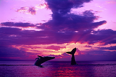 [DC] Two Humpback Whales with dramatic purple sunset, one breaching, one tail (Megaptera novaeangliae) C2020