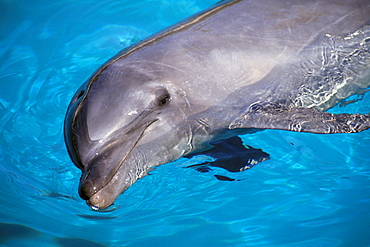 Hawaii, Pacific Bottlenose Dolphin (Tursiops gilli) close-up at surface C1992